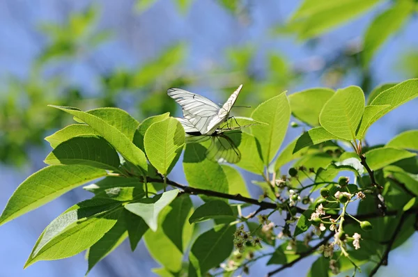 黒と白の蝶のマクロ撮影 — ストック写真
