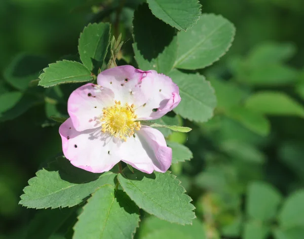 Fiore di rosa canina — Foto Stock