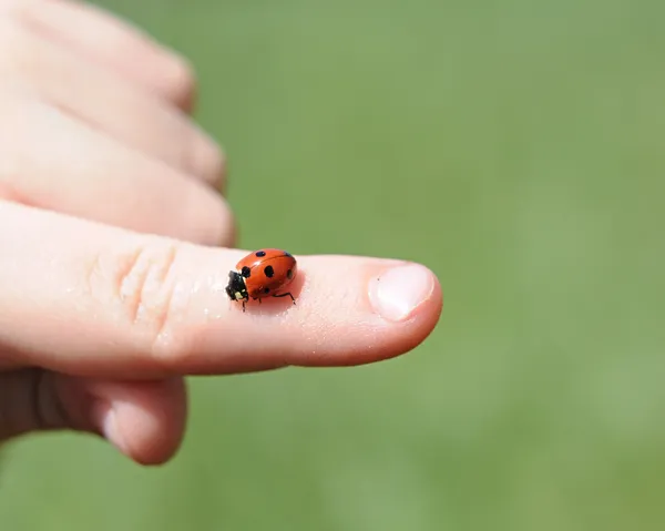 stock image A close-up view of a child's hands hold a bright red ladybug