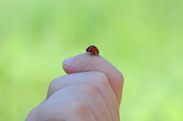 Stock image A close-up view of a child's hands hold a bright red ladybug