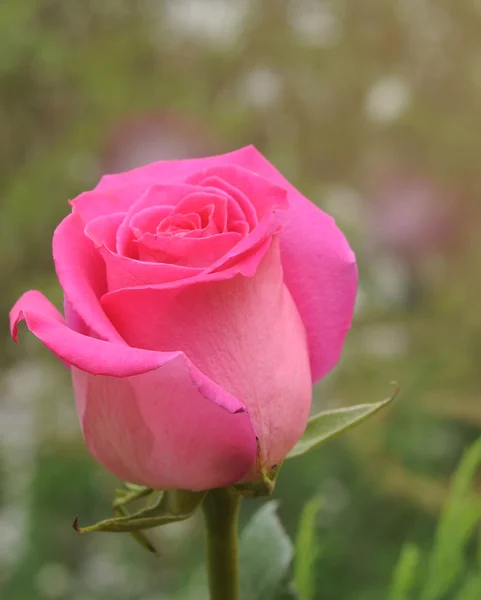 Blossom pink rose — Stockfoto
