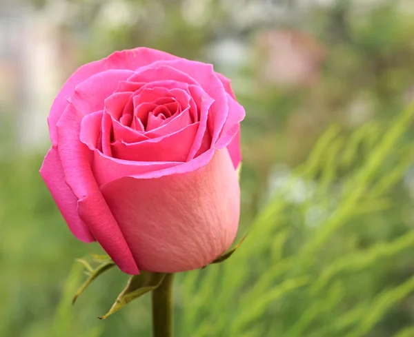 Blossom pink rose — Stock Photo, Image