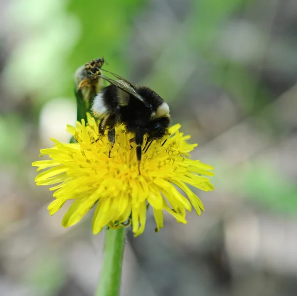 Bumblebee on dandelion — Stock Photo, Image
