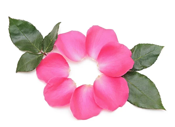 Schöne rosa Rosen Blütenblätter auf weiß — Stockfoto