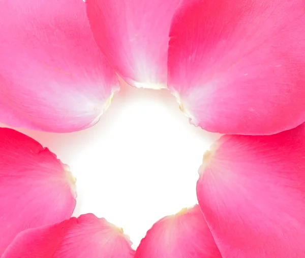 粉红玫瑰 petails 的特写 — 图库照片