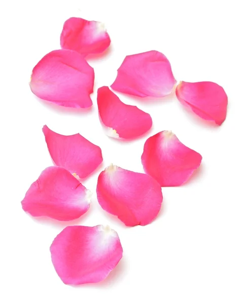 Abstract background of pink rose petals — Stock Photo, Image