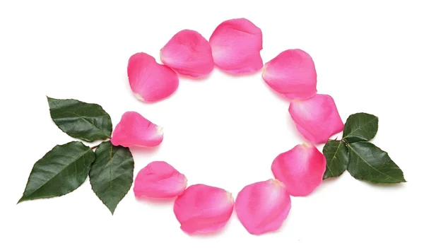 Krásné růžové růže s bílou kartu detail — Stock fotografie