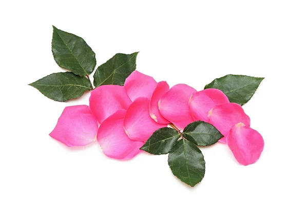 Petali di rosa, isolati su bianco, spazio di copia — Foto Stock