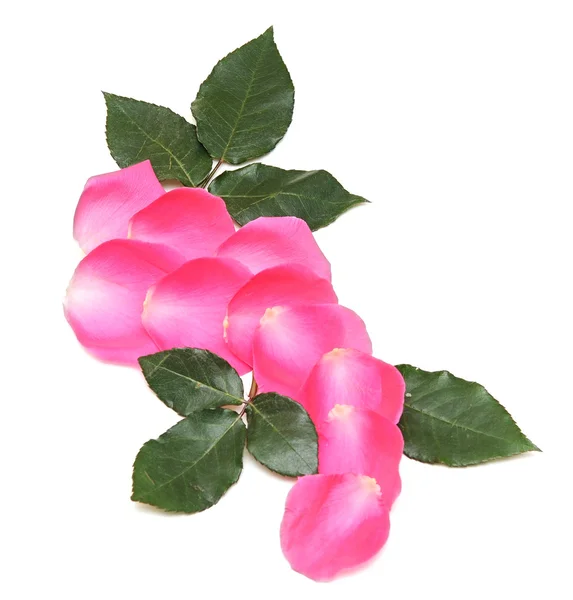 Blütenblätter von rosa Rosen — Stockfoto
