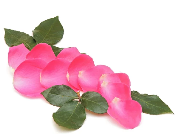 Pétalas de rosas rosa — Fotografia de Stock