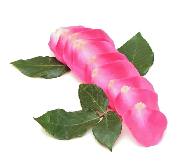 Rózsaszín rózsa szirmok fehér háttér — Stock Fotó