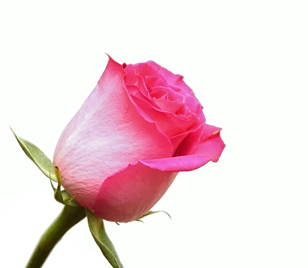 美丽的粉红玫瑰，白色背景隔离 — 图库照片