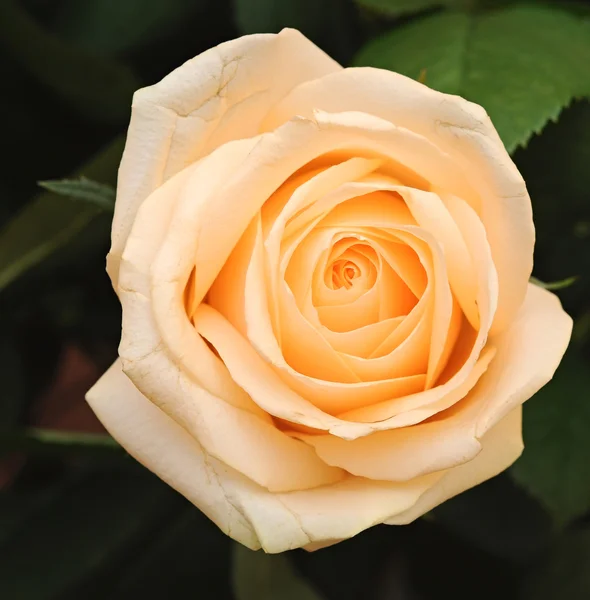 Κρέμα τριαντάφυλλο με φύλλα — Φωτογραφία Αρχείου