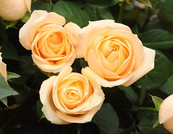 Весільний букет з кремових троянд — стокове фото
