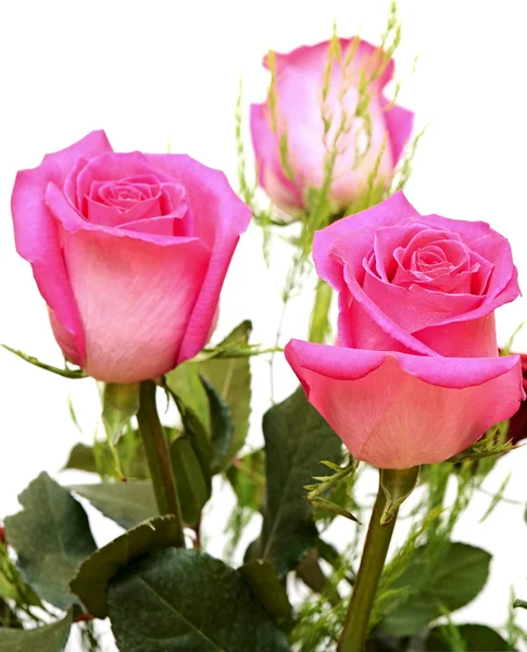 Bos van roze rozen geïsoleerd op wit — Stockfoto