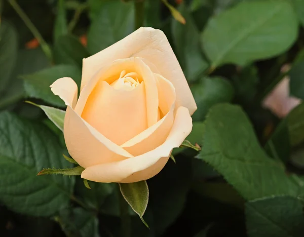 Perfect cream rose — Stock Photo, Image