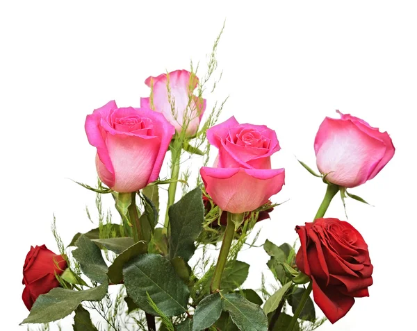 Pink roses on a white background — Stock Photo, Image