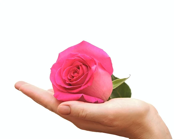 흰색 바탕에 손으로 핑크 로즈 — 스톡 사진