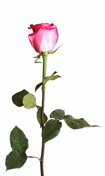 一种长秆上的粉红玫瑰。在白色背景上 — 图库照片