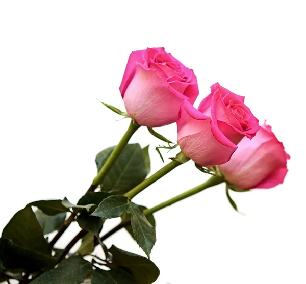 Μάτσο ροζ τριαντάφυλλα που απομονώνονται σε λευκό — Φωτογραφία Αρχείου