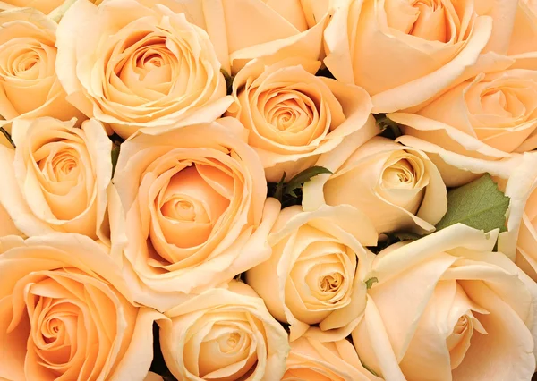 Cream roses background — Stock Photo, Image