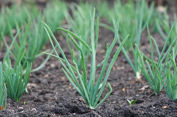 Onion plantation in the vegetable garden — Stock Photo, Image