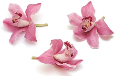 Collection of orchid flower isolated on white clipart