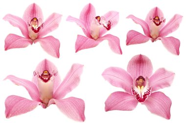 Beautiful pink orchid flower on white background clipart