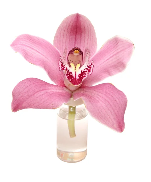 Beautiful pink orchid against white background — Stock Photo, Image