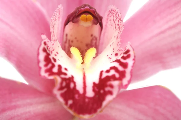 Macro of an orchid — Stock Photo, Image