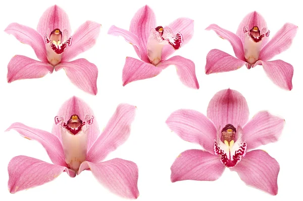 Beautiful pink orchid flower on white background — Stock Photo, Image