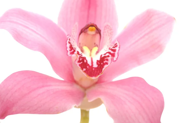 Pink orchid flower on white background — Stock Photo, Image