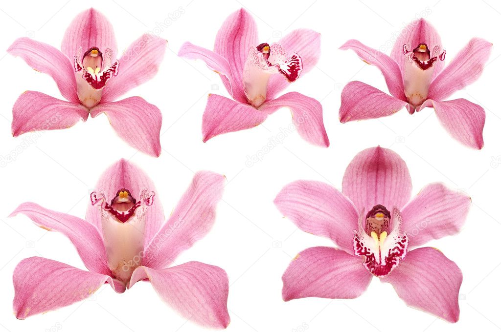 Beautiful pink orchid flower on white background