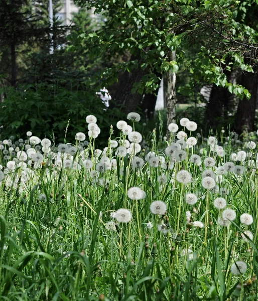 Feld von Löwenzahn, Gras Hintergrund — Stockfoto