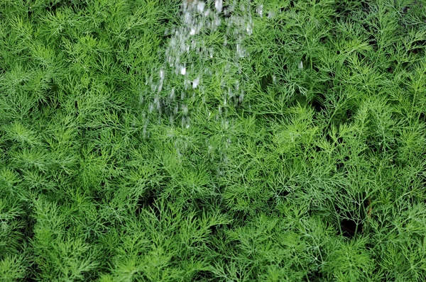 Organically grown dill in the soil — Stock Photo, Image