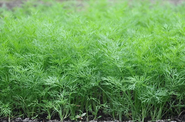 Organically grown dill in the soil. Organic farming in rural are — Stock Photo, Image