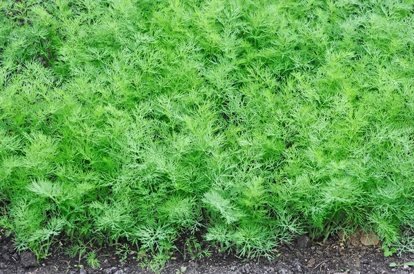 Dill growing on the vegetable bed — Stock Photo, Image