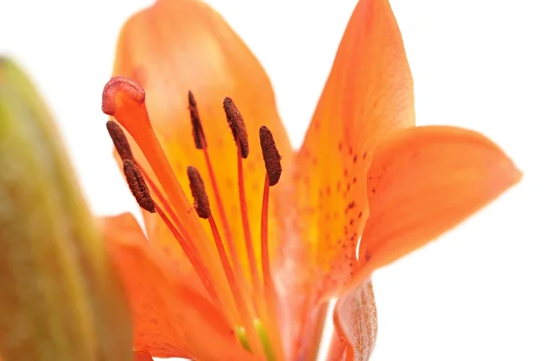 Makrożółta lilia pomarańczowa izolowana na białym — Zdjęcie stockowe
