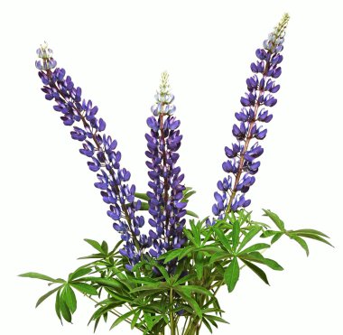 Lupine flower on a white background clipart