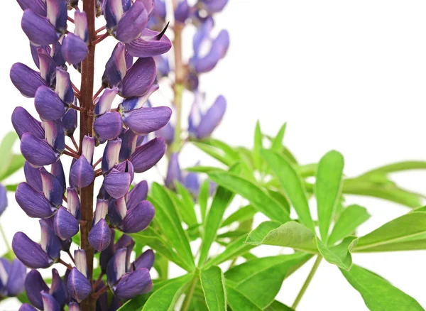 Closeup of purple lupines with long stem on white background — Stock Photo, Image