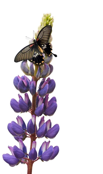 Butterfly on lupin flower — Stock Photo, Image