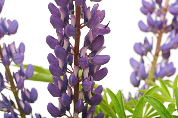 Close-up of blue lupin on white — Stock Photo, Image