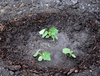 Cucumber plant in the garden clipart