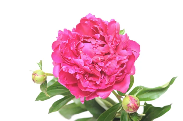 Peonia singolo fiore isolato su sfondo bianco — Foto Stock