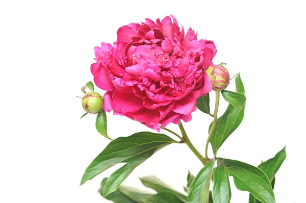 Ροζ παιωνία λουλούδι που απομονώνονται σε λευκό — Φωτογραφία Αρχείου