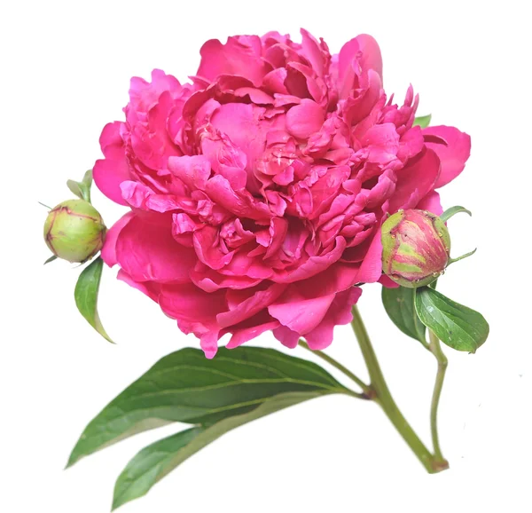 One flower, stem and leaves of a pink peony (Paeonia lactiflora) — Stock Photo, Image