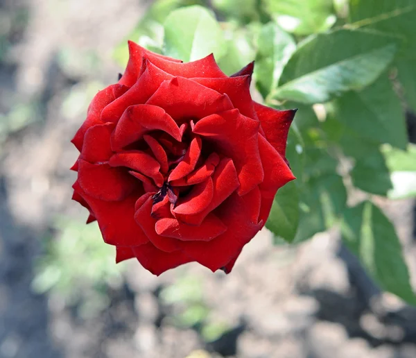 Beautiful red rose, outdoot, nature — Stock Photo, Image