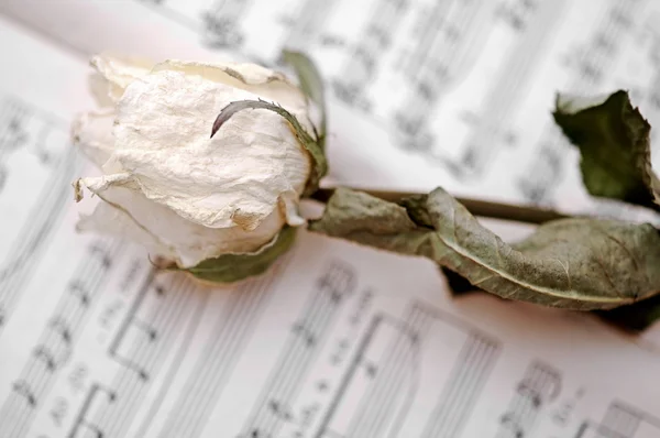 Die weiße trockene Rose liegt auf Notizen — Stockfoto