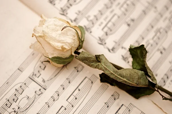 A rosa branca seca está deitada em notas. — Fotografia de Stock