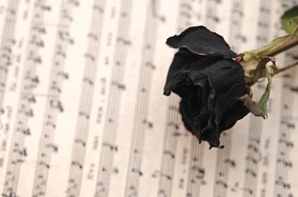 Rosa preta seca em folha de música aberta — Fotografia de Stock